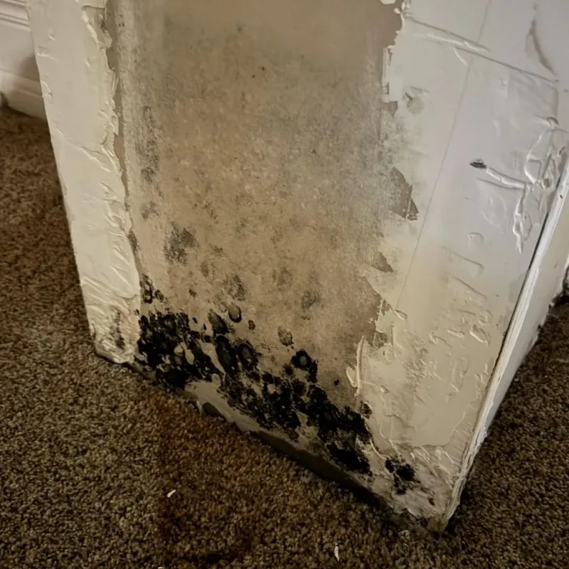 Professional Mold Removal in Plover, WI